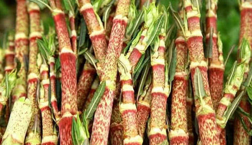 这种野生植物农村把它零食吃，城里1斤卖上千元，你有吃过没