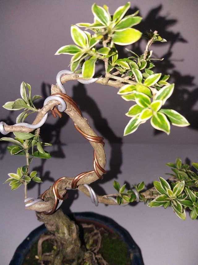  脱水■留在武汉三个月没管的六月雪晒脱水了还有救吗？做到4点有惊喜