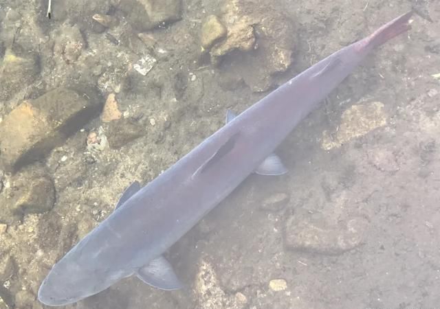 在农村钓了条107斤的青鱼，给人1500块买走了，村里老人说卖亏了