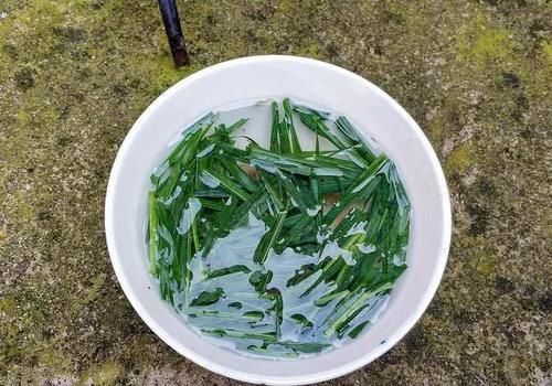  发现■农田常见野草“栓驴桩”，拔不动踩不烂，农民见到就烦却