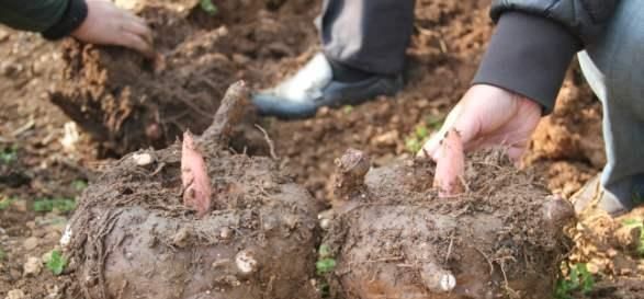  种植：这东西，全株含毒，但农民还是大量种植，涮火锅受喜爱，您吃过吗