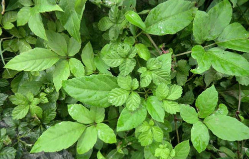 农村被称“长寿草”的野草，如今市场100元一斤