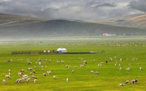  「树木」为什么大草原上的“草”长得很茂盛，却很少看见长树的