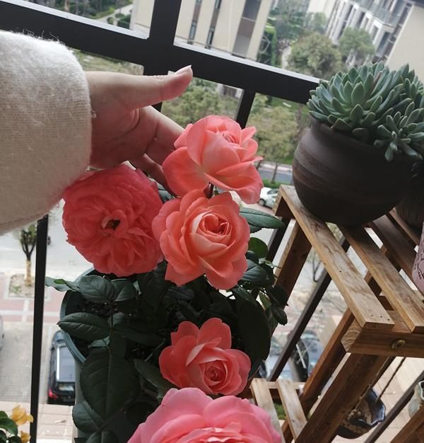  优秀■一种很优秀的开花植物，全年都开花，花色很漂亮，阳台盆栽也可以