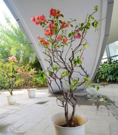  「三角梅」三角梅最爱3种“酸水”，每7天浇1次，侧枝疯长，花开不断！