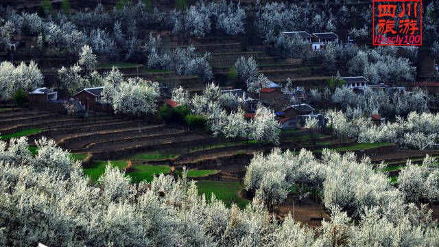 再过20天，中国将花开成海，错过再等一年