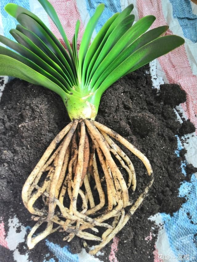 『大白』3种“吃土花”，1年不换盆，大白根挤满整个盆，土都被“吃”光