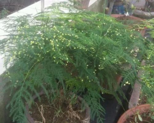  [花结果]高手养文竹，都这样“操作”，年年开花又“结果”，太棒了
