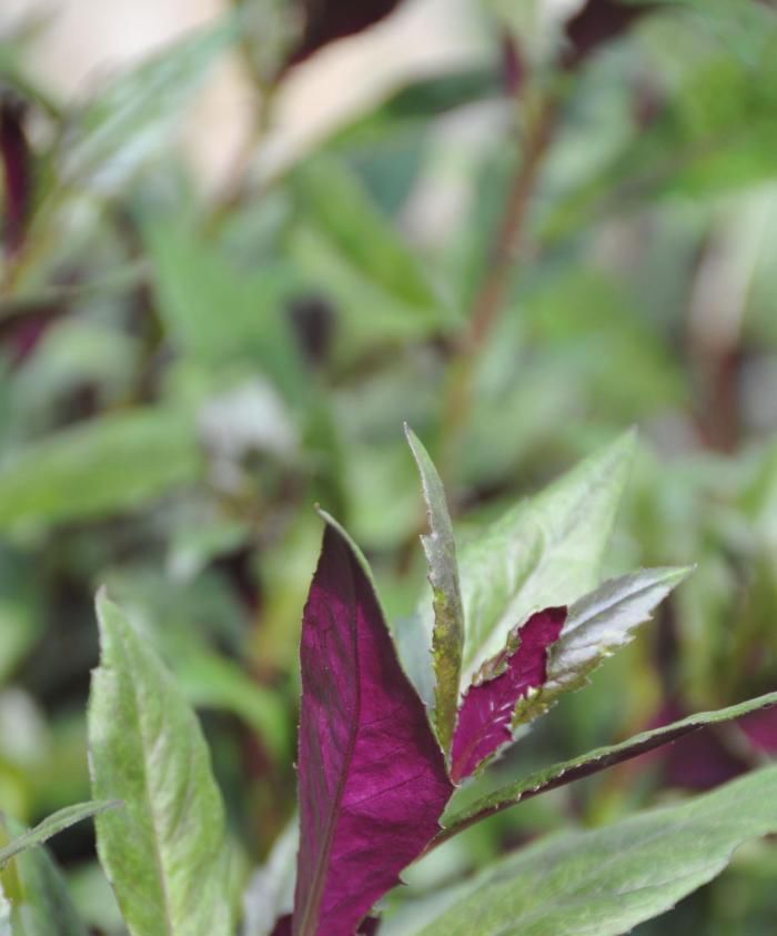 「功效」这东西,人称“降压草”,是高血压克星,河边就有,遇见带走!