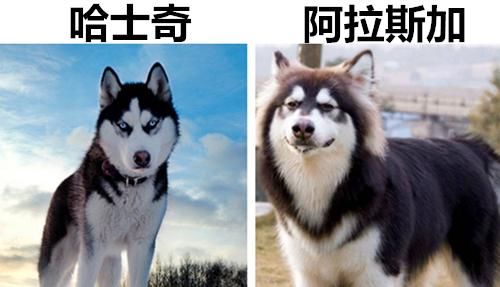  陶瓷杯@10对也许让很多人经常容易混淆的极其相似的事物
