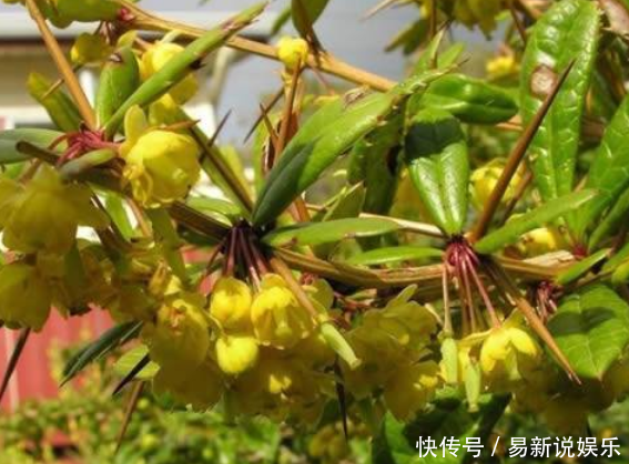  「根部」农村浑身是刺的植物，殊不知根部价值珍贵，城里卖到一