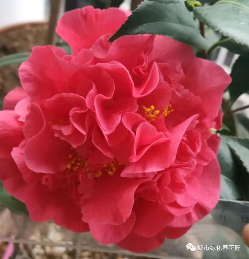  越多越好|茶花克瑞墨不是开花越多越好，小心抽芽太晚，出现大小年而不开花