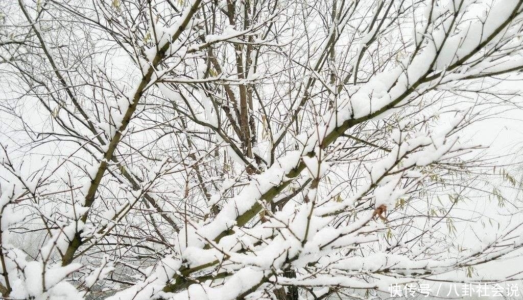 “一九一场雪, 猪狗不吃黑”, 这句农村俗语有道理吗?