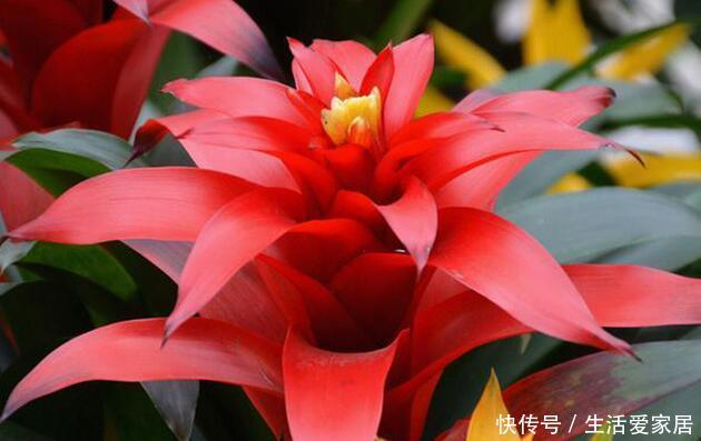 「选择」喜欢在家中养护花卉,就选择开花量繁多,花期长,花色艳的3种花