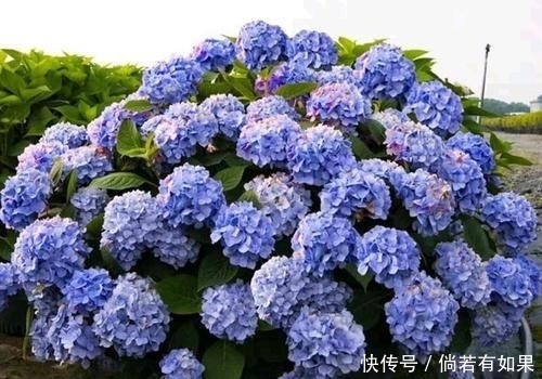  『位置』喜肥的绣球花该怎么施肥？用错肥比不施肥更危险，容易烧苗枯苞