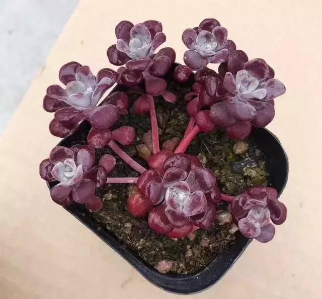  #属多肉植物#这些自带芳香的多肉植物，你一定喜欢