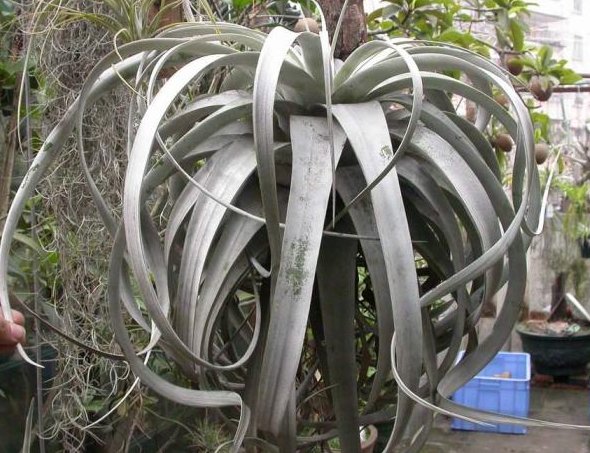 「养活」这些花朵特别好养活,生命力顽强,就是养不死花朵,适合懒人养