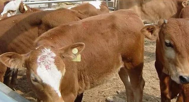 农民工回乡创业搞养殖，养点啥最赚钱呢？不是养猪！