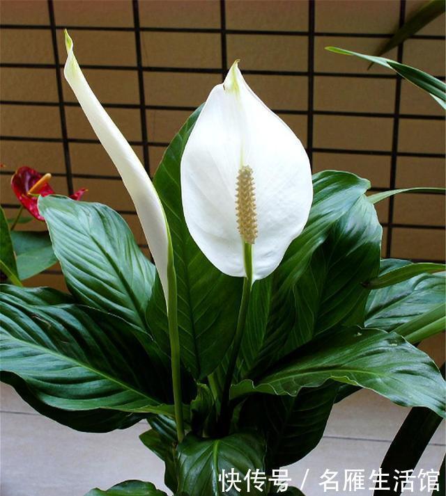 年宵|寓意最好的3种新型年宵花,花朵漂亮,简单好养,过年绽放春意浓