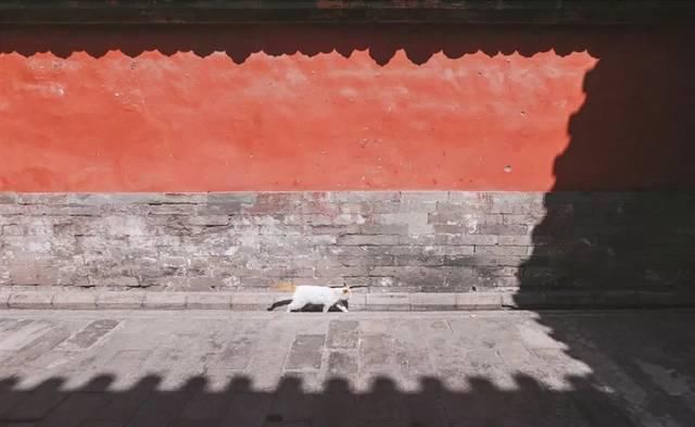 一年 30 多趟故宫，只为拍摄超赞「故宫猫咪图籍」！