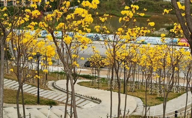  #隐藏#广东鹤山市这里：春暖花开时，隐藏闹市无人识，满眼尽是一片黄！