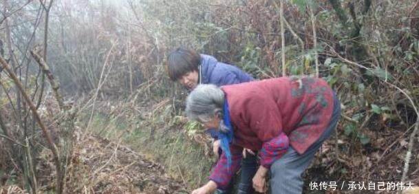 农村地里的一种宝贝，价格高达600元一斤，已经非常稀少了