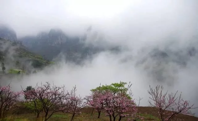 新乡南太行|多情最是春雨生,花开疫散,就来这里踏青赏花吧【2020热门旅游景点】