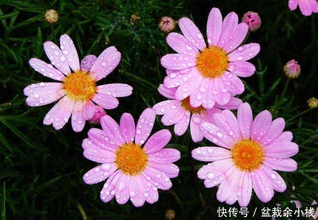 『漂亮』3种花高贵又好养,开花漂亮花量大,提高档次有面子,富人都爱养
