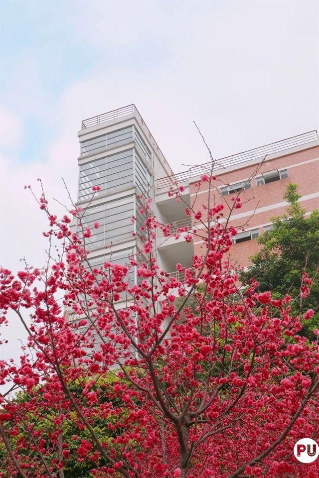 靓！佛山周边1500株樱花已盛开，最美的春天在这里~