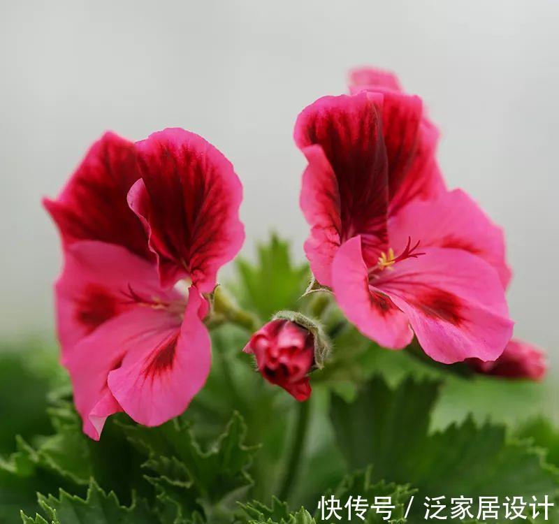  每种■110种天竺葵，每种都超美，看看你认识多少种？