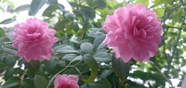  芳香■此花曾获园艺大奖，花色漂亮不说还有浓郁芳香，养护容易值得入手