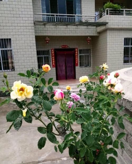  [生活]40岁之前，赚钱养家，40岁之后，种菜养花！