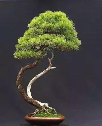 盆景展 ,美美美 !