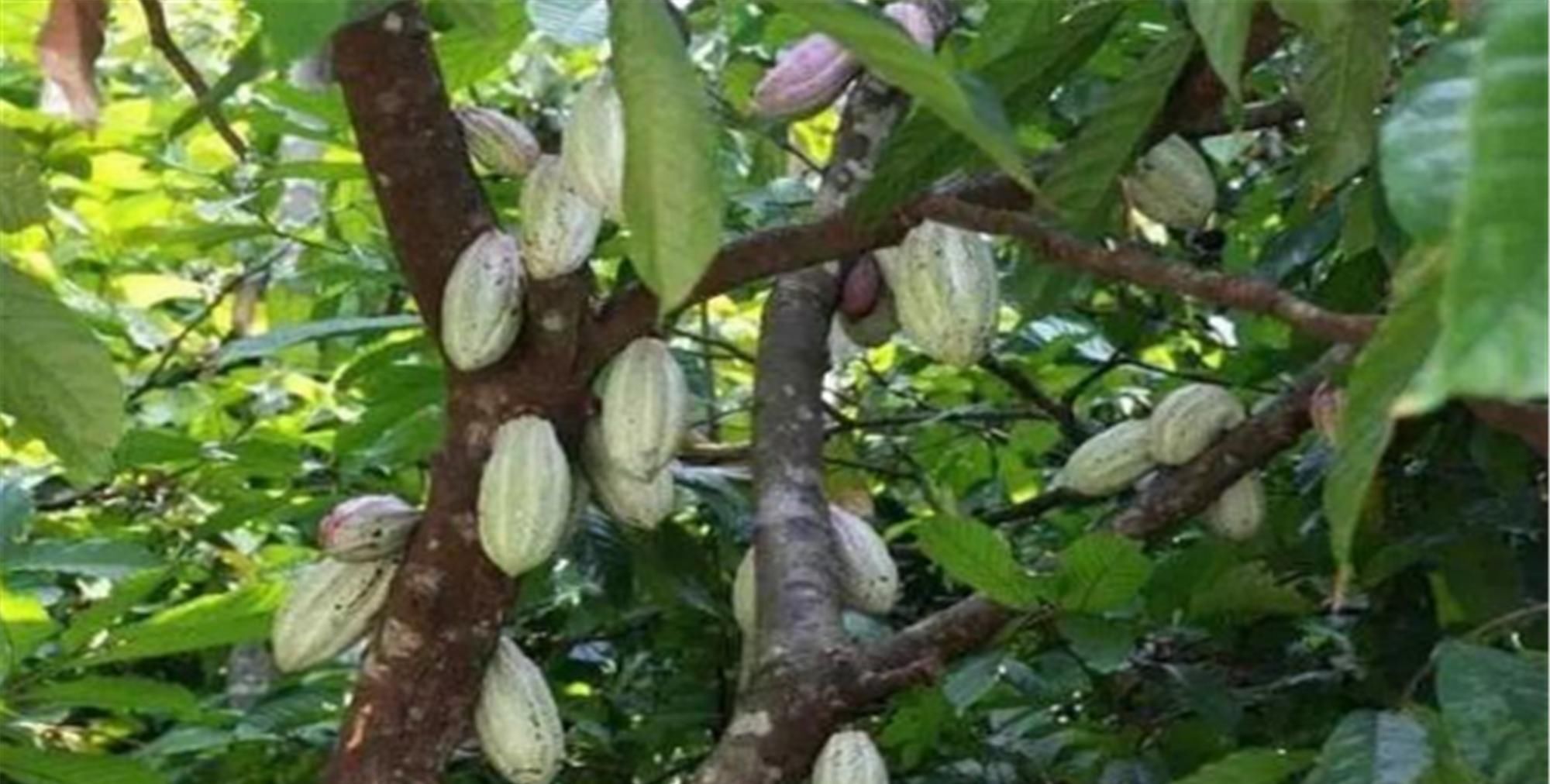  『绿色植物』为大家普及六种有毒花，看见绕道走，千万要当心哦！