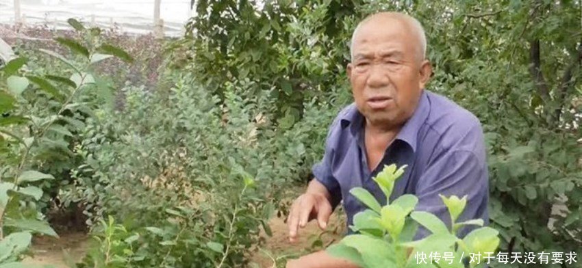 山东八十岁老翁发明新水果