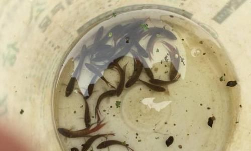 罗非鱼:这种鱼多在臭水沟、颜色鲜丽,且煮不烂,广州人叫做“花手巾”