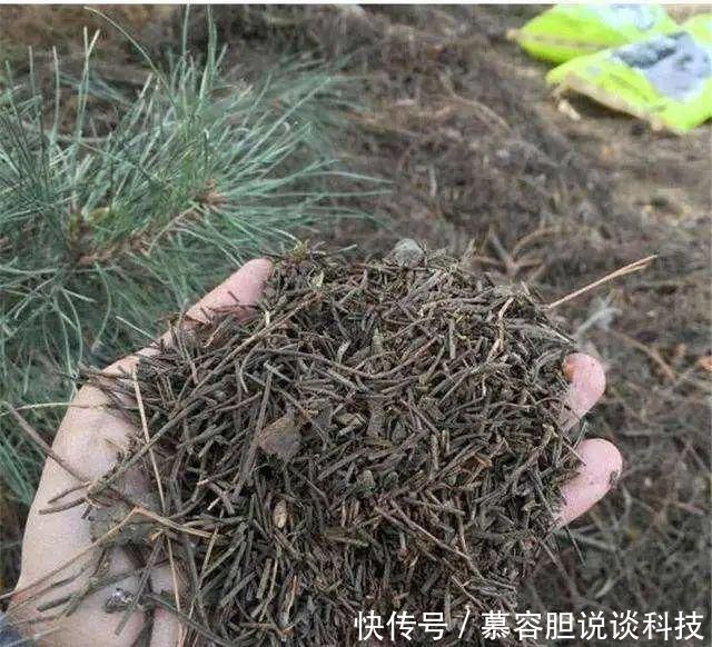  『松针土』春天挖这3种土养花，透气不烂根，养啥花都旺