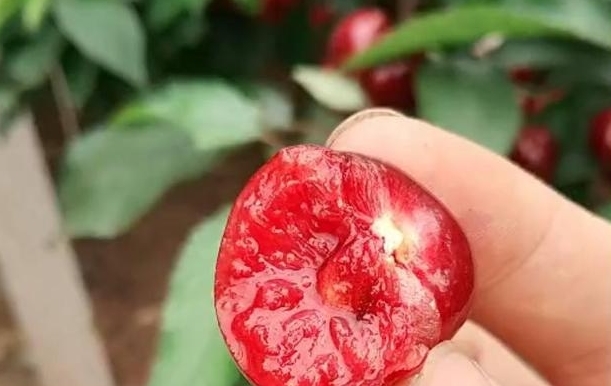 农民种植红色“葡萄”单株产果百斤，每斤60元，年赚几十万