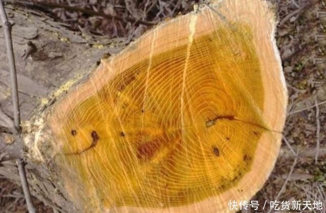  #发现#从前被农民当柴火烧的树木，如今被发现它树芯含金，价值