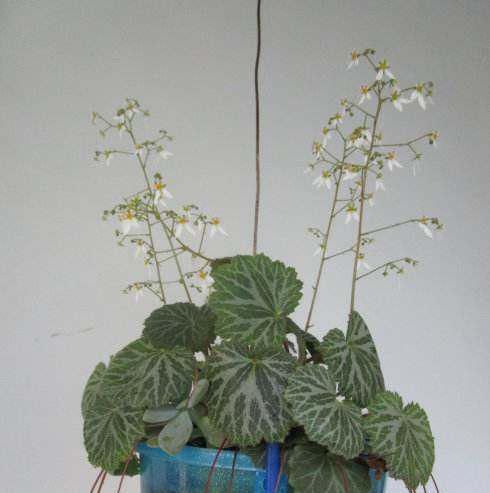  [花草]用废弃的篮子、饼干盒、空油壶，种花特别赞，一阳台都是花草！