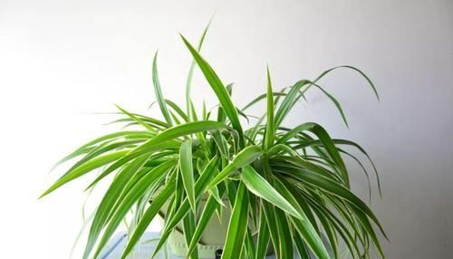 侧枝@这是世上最好养的花,随便捡个侧枝,就能长爆盆!