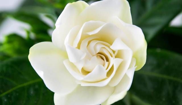 越养越@养花就养3种花,开花漂亮能养人,格调贵气品质好,越养越喜欢