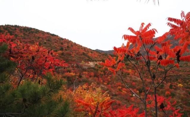 很多人还不知道，京西有个“百花山下第一村”，简直美的不行