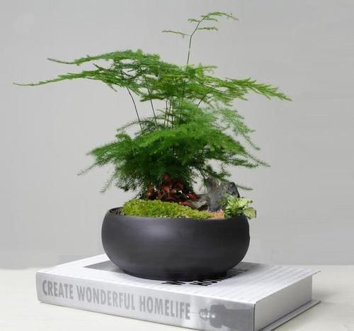  【大树】文竹晒点散射光，喝点“大补药”，摆脱弱不禁风，长成大树爬满墙