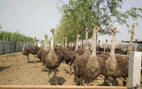  利润|一个蛋200元，一只利润近3万，市场供不应求，养殖新风口？