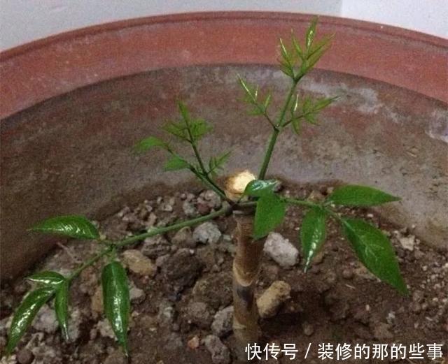 『花钱买』养花技巧:最难养的3种花,扦插100%活,下次别再花钱买啦