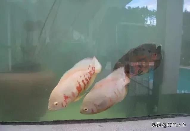  「漂亮」这么漂亮的龙池，竟然用3个垃圾桶做过滤？
