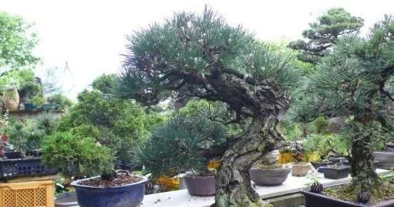 岁寒三友，一组松树盆景佳作欣赏