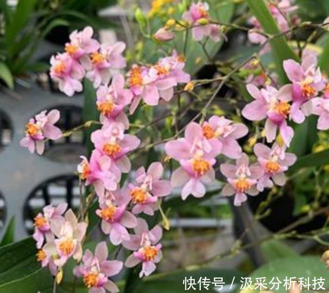 『花香』春天养花就养“它”,花香四溢,花朵多,开花一簇簇!