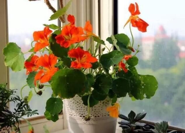  『挂在阳台』家里有4种花，吊起来养“最漂亮”，长得旺盛，就像花窗帘